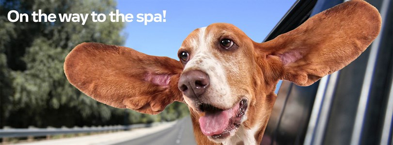 Dogtopia locates in Round Rock